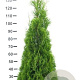 Thuja occ. 'Smaragd' 120-140 cm met kluit