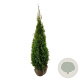 Thuja occ. 'Smaragd' 140-160 cm met kluit