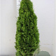 Thuja occ. 'Smaragd' 140-160 cm met kluit