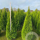 Thuja occ. 'Smaragd' 160-180 cm met kluit