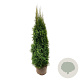 Thuja occ. 'Smaragd' 160-180 cm met kluit