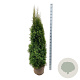 Thuja occ. 'Smaragd' 160-180 cm met kluit