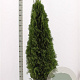 Thuja occ. 'Smaragd' 160-180 cm met kluit