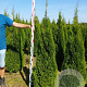 Thuja occ. 'Smaragd' 180-200 cm met kluit