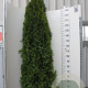 Thuja occ. 'Smaragd' 200-225 cm met kluit