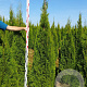 Thuja occ. 'Smaragd' 200-225 cm met kluit