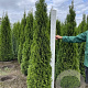 Thuja occ. 'Smaragd' 200-225 cm met kluit
