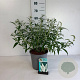 Buddleja d. 'White Profusion' 40-50 cm 6,5L