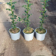 Ilex aquifolium 40-60 cm 2,0L