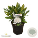 Rhododendron 'Cunningham's White' 20-25 cm 5,0L