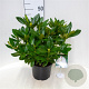 Rhododendron 'Cunningham's White' 20-25 cm 5,0L
