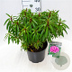 Rhododendron ponticum 20-25 cm 5,0L