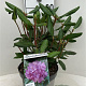 Rhododendron 'Roseum Elegans' 20-25 cm 5,0L