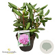 Rhododendron 'Roseum Elegans' 20-25 cm 5,0L