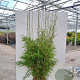 Fargesia Robusta "CampbellCompact"     Nieuw ! 80-120 cm 5,0L