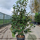 Camellia japonica 125-150 cm container meerstammig