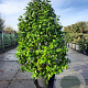 Camellia japonica 175-200 cm container meerstammig