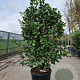 Camellia j. 'California' 175-200 cm container meerstammig