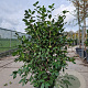 Camellia 'Oki-no-nami' 125-150 cm container meerstammig