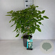 Hydrangea a. 'Annabelle' 60-80 cm 6,5L