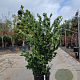 Ligustrum j. 'Texanum' 150-175 cm 30L