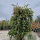 Parrotia persica 'Pendula' 200-250 cm container solitair