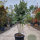 Quercus ilex 120-140 cm container meerstammig