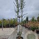 Quercus suber 300-350 cm cont. 70L meerstammig