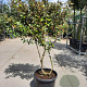 Elaeagnus ebb. 'Compacta' 150-175 cm 50L