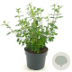 Salvia micr. 'Hot Lips' GM 2,0L