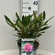 Rhododendron (AC) 'Anna' 30-40 cm 5,0L struik