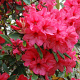 Rhododendron 'Anna Rose Whitney' 30-40 cm 5,0L struik