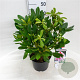 Rhododendron Belami 30-40 cm 5,0L struik