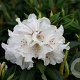 Rhododendron 'Blewbury' 30-40 cm 5,0L struik