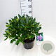 Rhododendron 'Blue Jay' 30-40 cm 5,0L struik