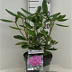 Rhododendron 'Catawb. Boursault' 30-40 cm 5,0L struik