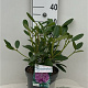 Rhododendron 'Catawb. Grandiflorum' 30-40 cm 5,0L struik