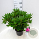 Rhododendron 'Cosmopolitan' 30-40 cm 5,0L struik