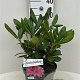 Rhododendron 'Cosmopolitan' 30-40 cm 5,0L struik