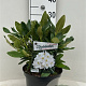 Rhododendron 'Cunningham's White' 30-40 cm 5,0L struik