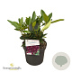 Rhododendron Dramatic Dark 30-40 cm 5,0L struik