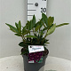 Rhododendron Dramatic Dark 30-40 cm 5,0L struik