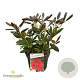 Rhododendron 'Elizab. Red Foliage' 30-40 cm 5,0L struik