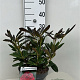 Rhododendron 'Elizab. Red Foliage' 30-40 cm 5,0L struik