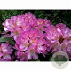 Rhododendron 'Eucharitis' 30-40 cm 5,0L struik