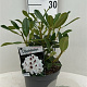 Rhododendron Graffito 30-40 cm 5,0L struik