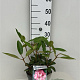 Rhododendron 'Hachmann's Charmant' 30-40 cm 5,0L struik
