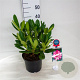 Rhododendron 'Hachmann's Charmant' 30-40 cm 5,0L struik