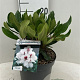 Rhododendron Hachmann's Picobello 30-40 cm 5,0L struik