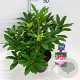 Rhododendron 'Hans Hachmann' 30-40 cm 5,0L struik